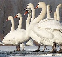 Veluwemeer: zwanen op het ijs